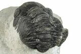 Bargain, Austerops Trilobite - Ofaten, Morocco #287554-3